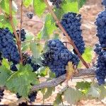 De vendimia por la Ribera del Duero Bodegas Henos. Pérez Pascuas