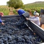 De vendimia por la Ribera del Duero Bodegas Henos. Pérez Pascuas