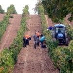 De vendimia por la Ribera del Duero Bodegas Henos. Pérez Pascuas