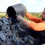 De vendimia por la Ribera del Duero Bodegas Henos. Pérez Pascuas