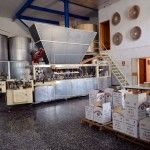 recogida de la aceituna en Rute Cordoba