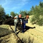 recogida de la aceituna en Rute Cordoba