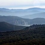 recogida de la aceituna en Rute Cordoba