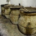 recogida de la aceituna en Rute Cordoba