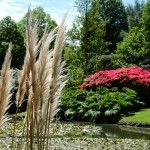 Jardines de Sheffield Park Inglaterra