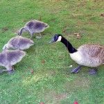 Jardines de Sheffield Park Inglaterra