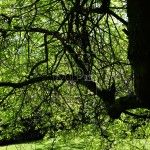 Jardines de Sheffield Park Inglaterra