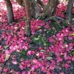 Jardines de Sheffield Park Inglaterra