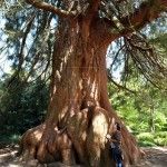 Jardines de Sheffield Park Inglaterra