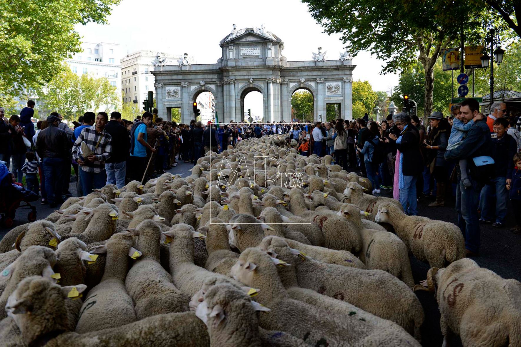 2.000 ovejas en el centro de Madrid