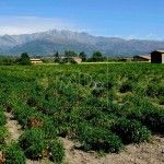 Pimentón de la Vera