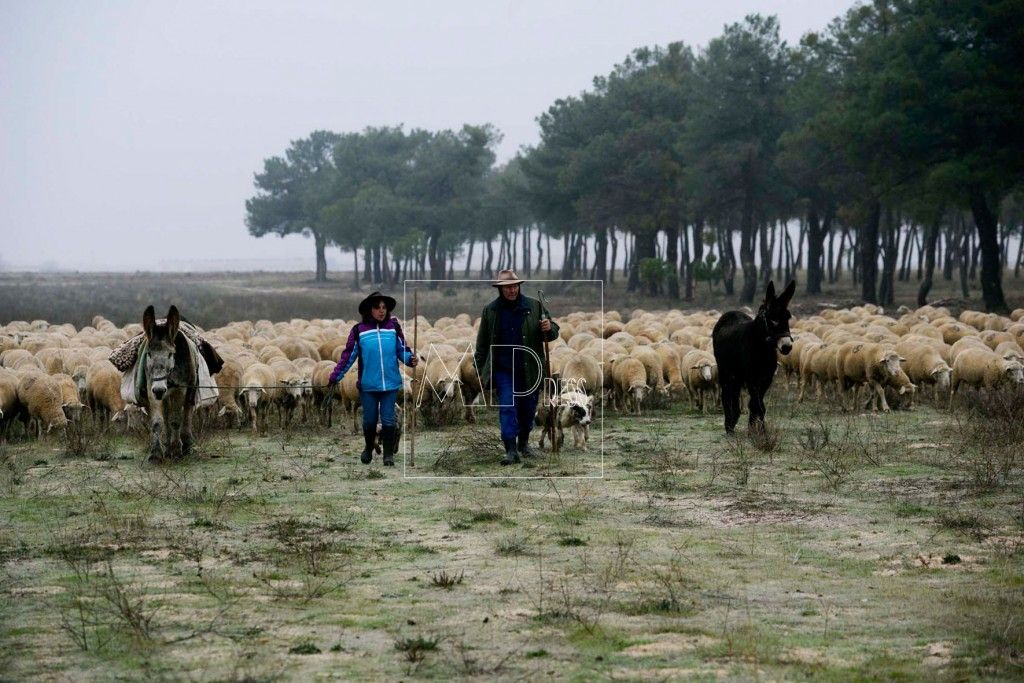 Trashumancia fotonoticias, fotografías que cuentan la información diaria