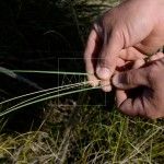 ilos de la planta del esparto verde y seco