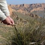 ilos de la planta del esparto proceso del arrancado con un palo de olivo