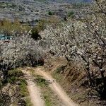 Los cerezos en flor del Valle del Jerte