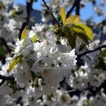 Los cerezos en flor del Valle del Jerte