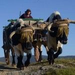Los bueyes del Rocío 2016