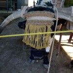 Los bueyes del Rocío 2016