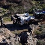 Los bueyes del Rocío 2016
