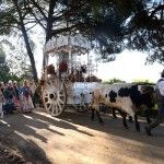 Los bueyes del Rocío 2016