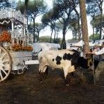 Los bueyes del Rocío 2016