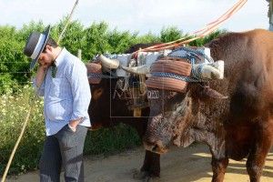 Los bueyes del Rocío 2016