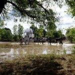 Caravana hacia el Rocío 2016