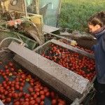 Miajadas capital europea del tomate