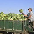 Sandías y melones en la localidad de Cebolla-01