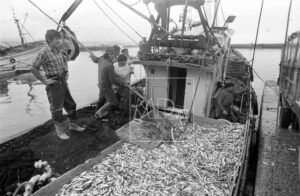 Sardinas de Ribeira en 1979