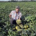Melones de Félix Arrogante