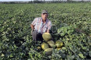 La cosecha de melones de Félix Arrogante, excelente en la campaña 2026.
