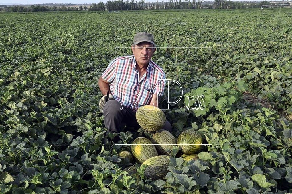 Melones de Félix Arrogante